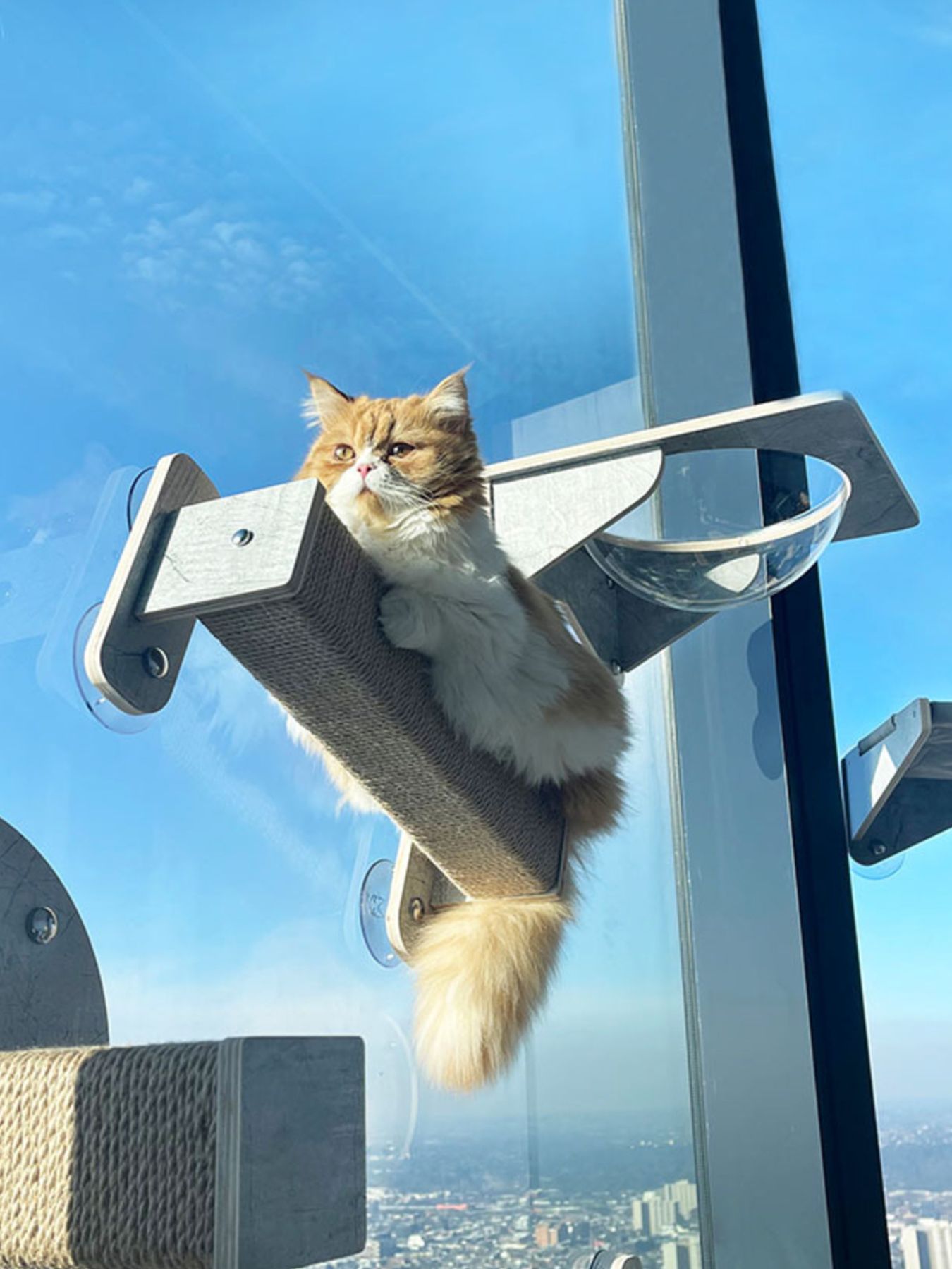 Window Mounted Cat Condos