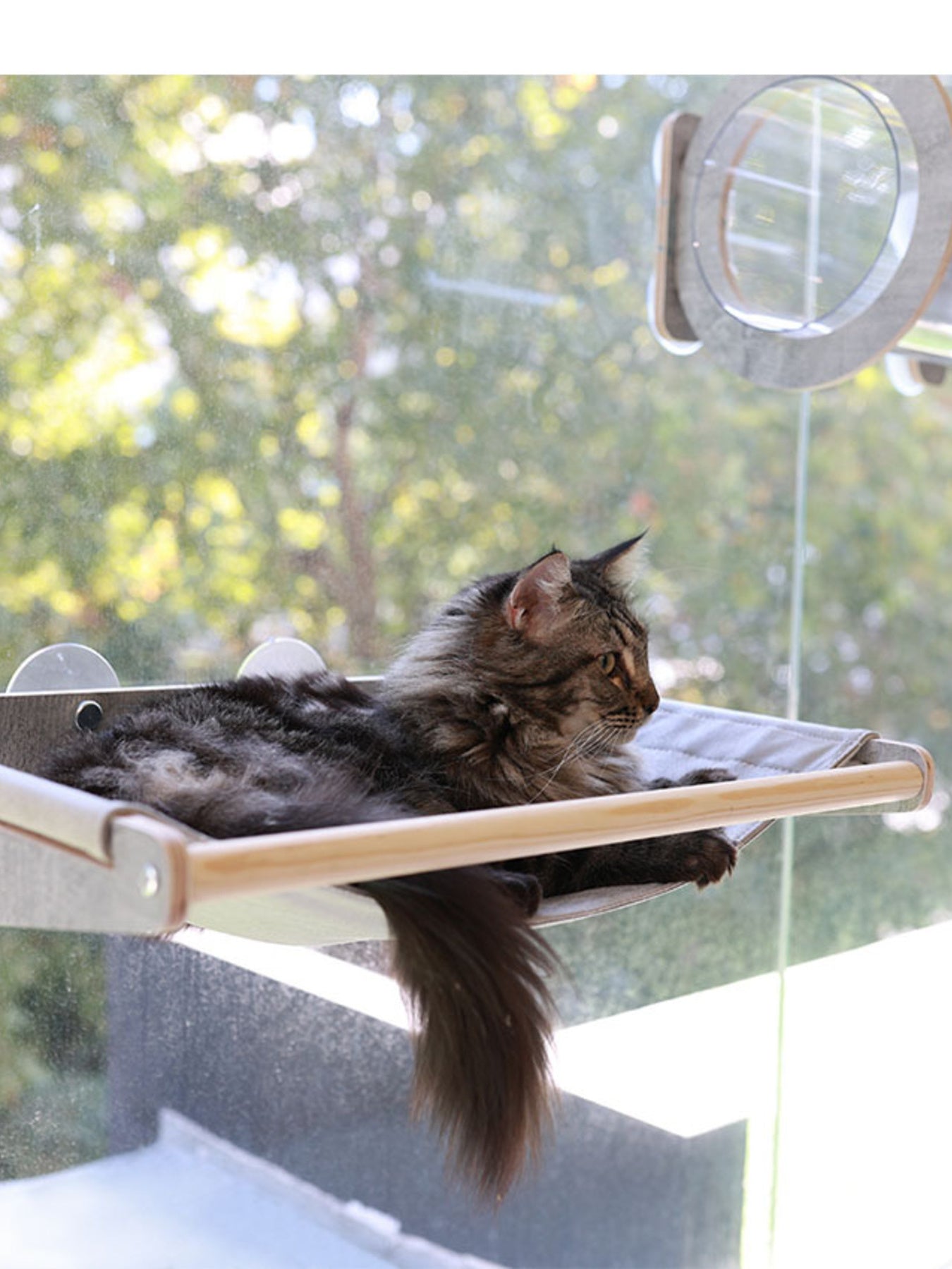 Window Mounted Cat Condos