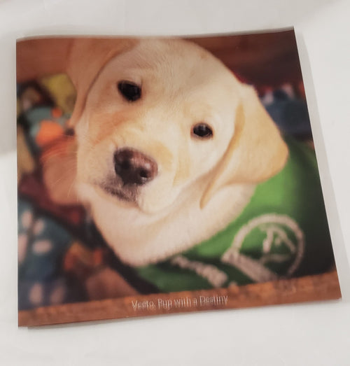 Dog Guide Fundraiser Children's Book "Veeto, Pup With A Destiny"