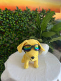 Pet Sunglasses