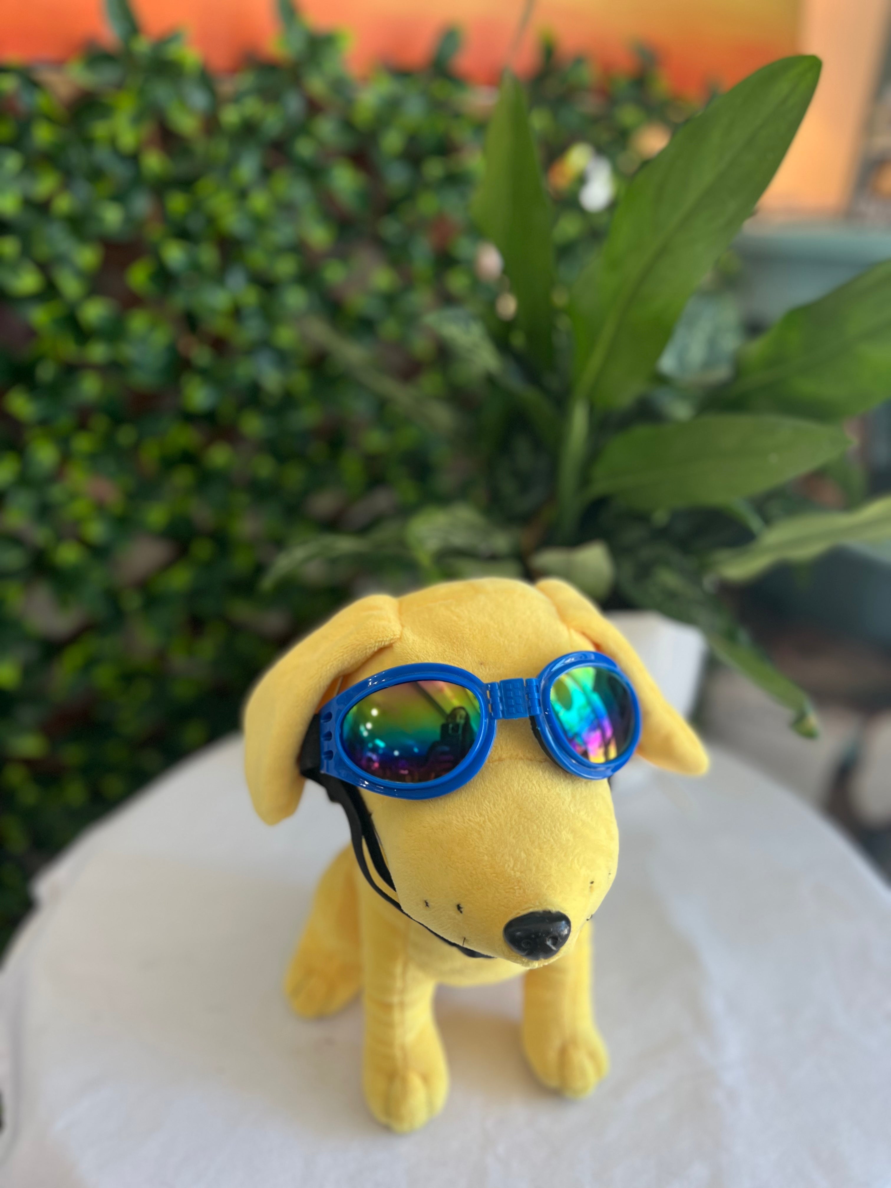 Pet Sunglasses