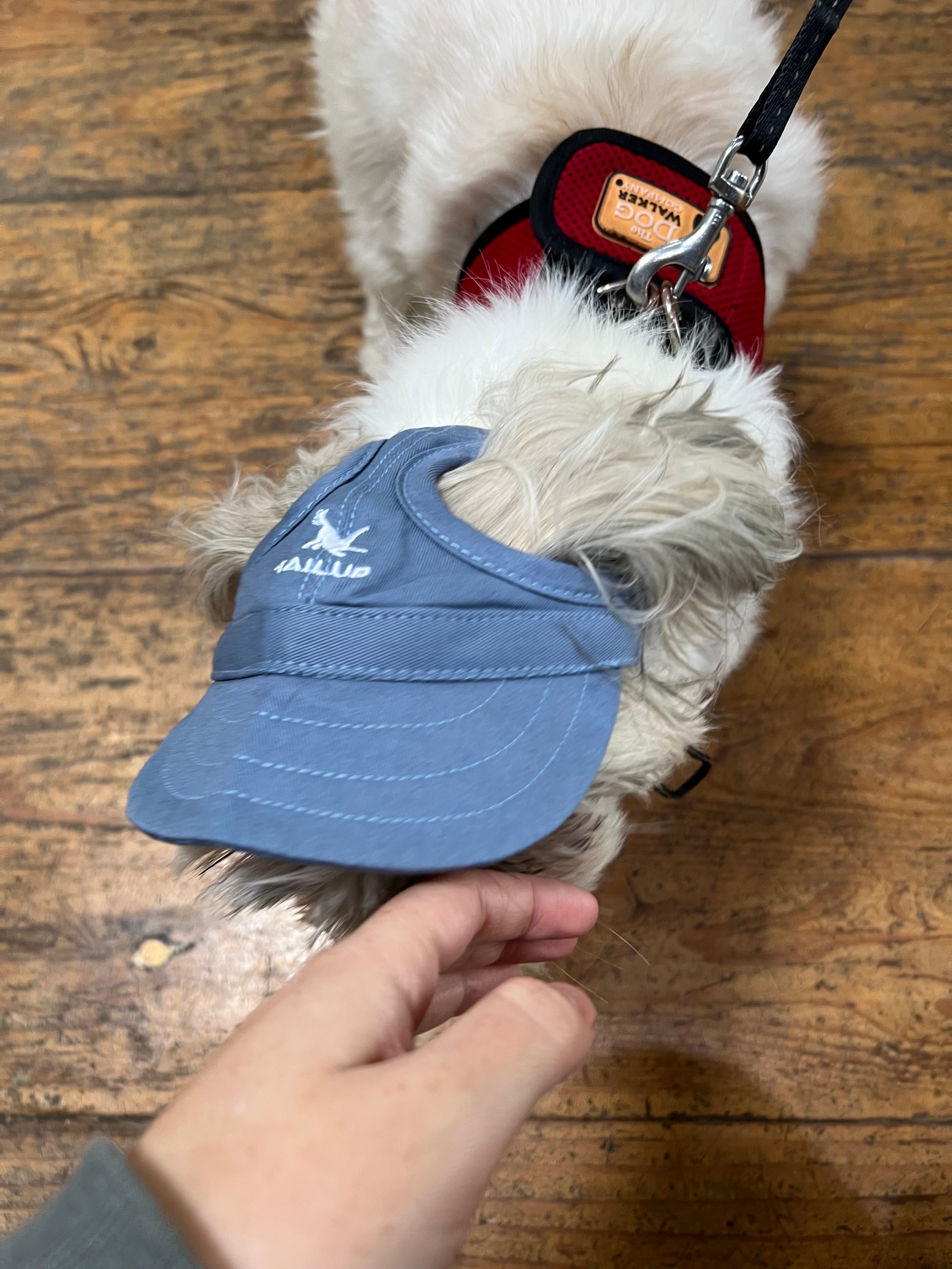 Tail Up Dog Sun Hats/Sun Protection for Dogs
