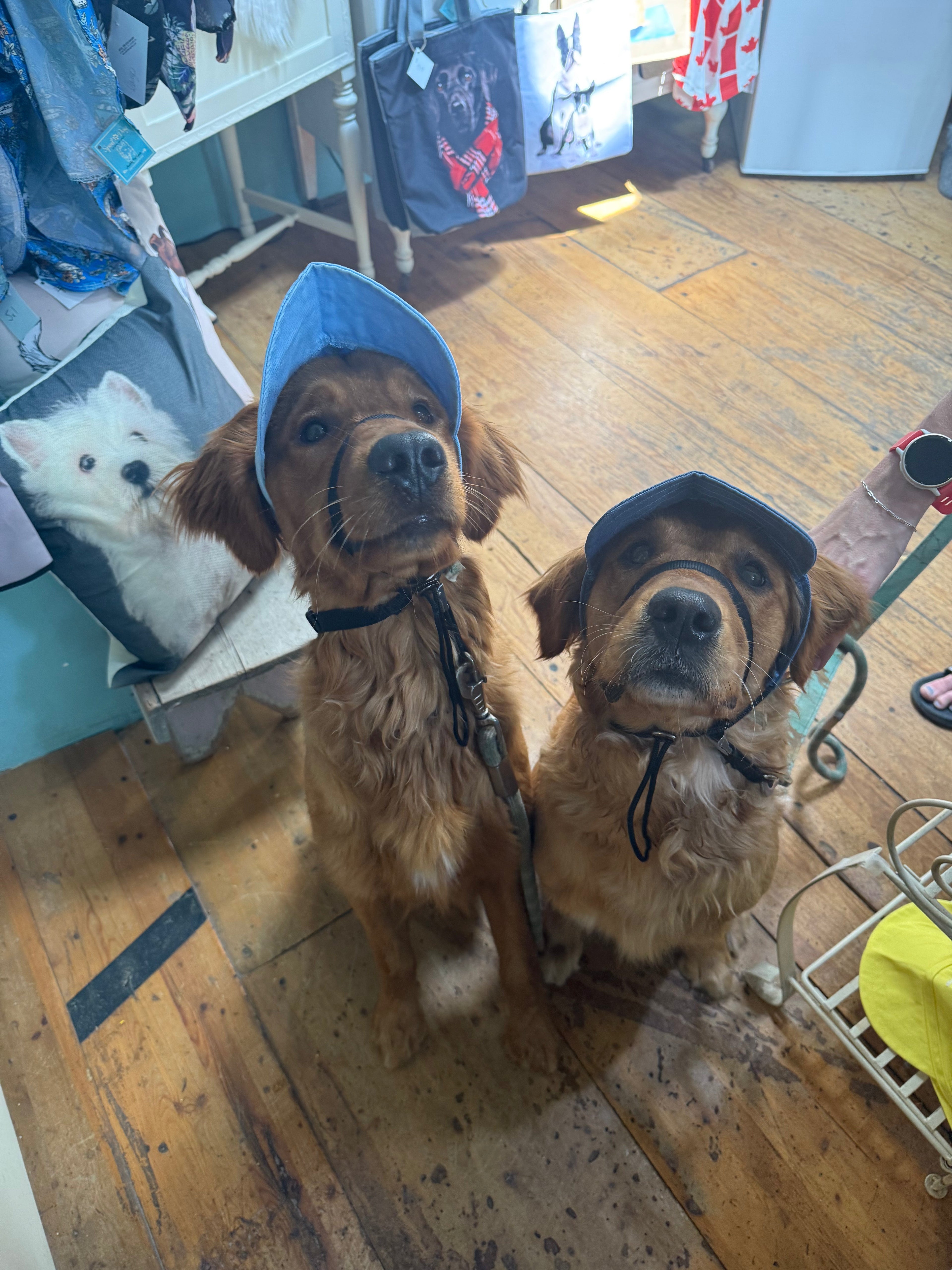 Tail Up Dog Sun Hats/Sun Protection for Dogs
