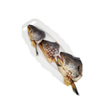 Naked Beasts Salmon Head