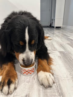 Frozen Dog Treats Lickable Frozen Yogurt for Dogs (Available for Pickup Only)
