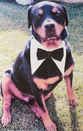 Dog Formal Tuxedo  Collar Medium - XL