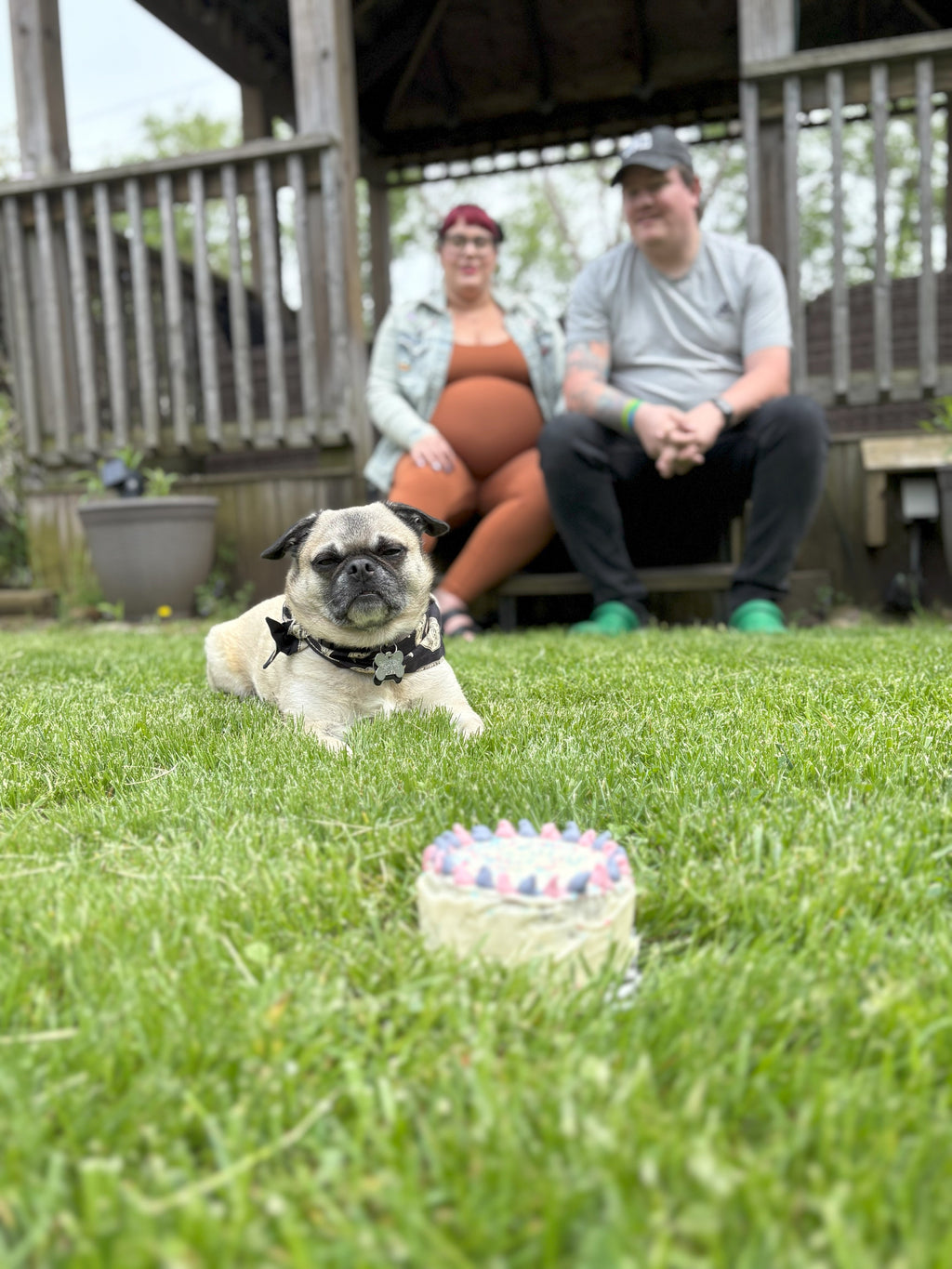 Gender Reveal Cake for Dogs