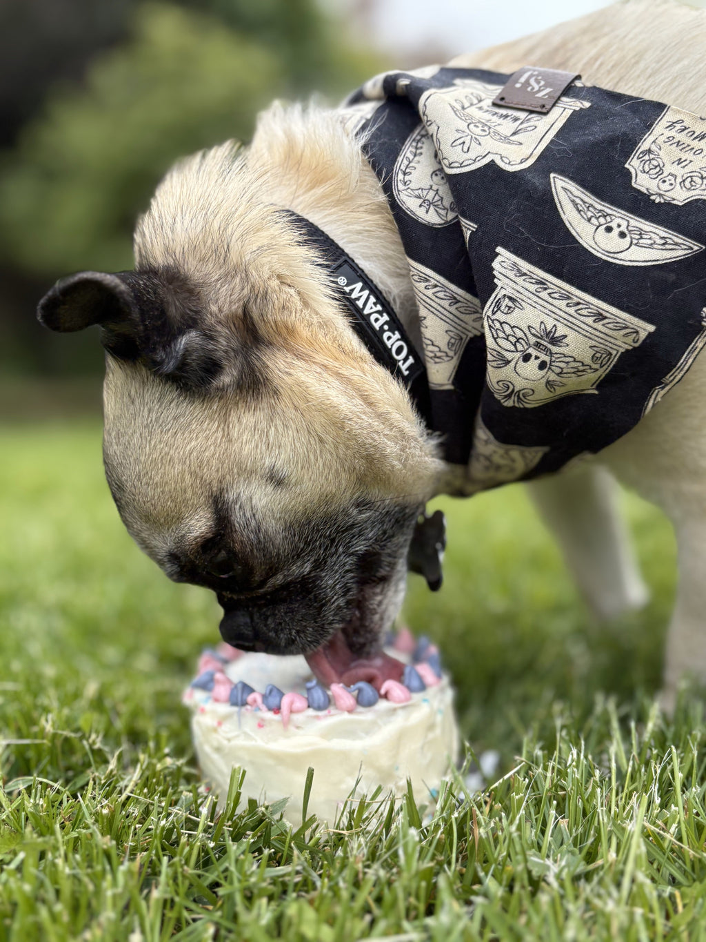 Gender Reveal Cake for Dogs