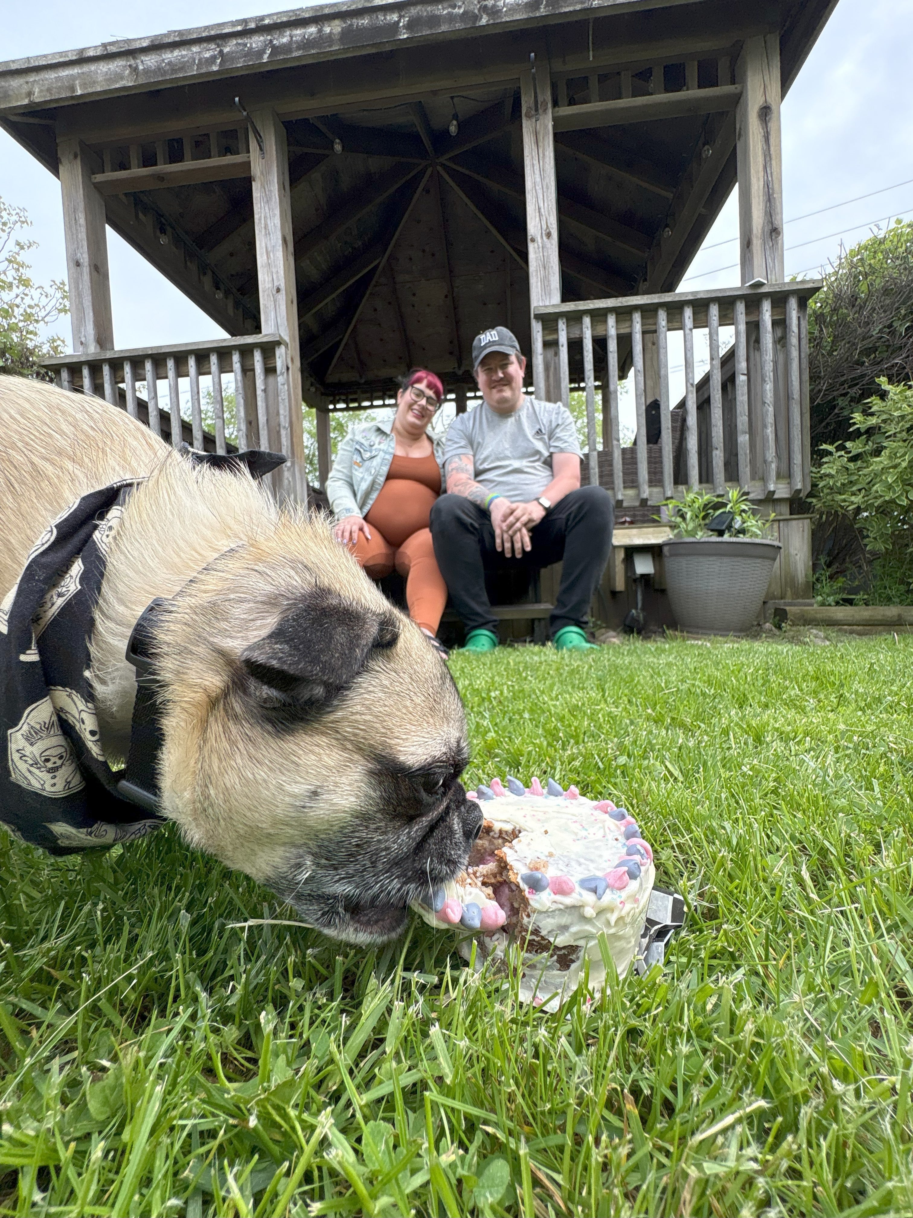 Gender Reveal Cake for Dogs