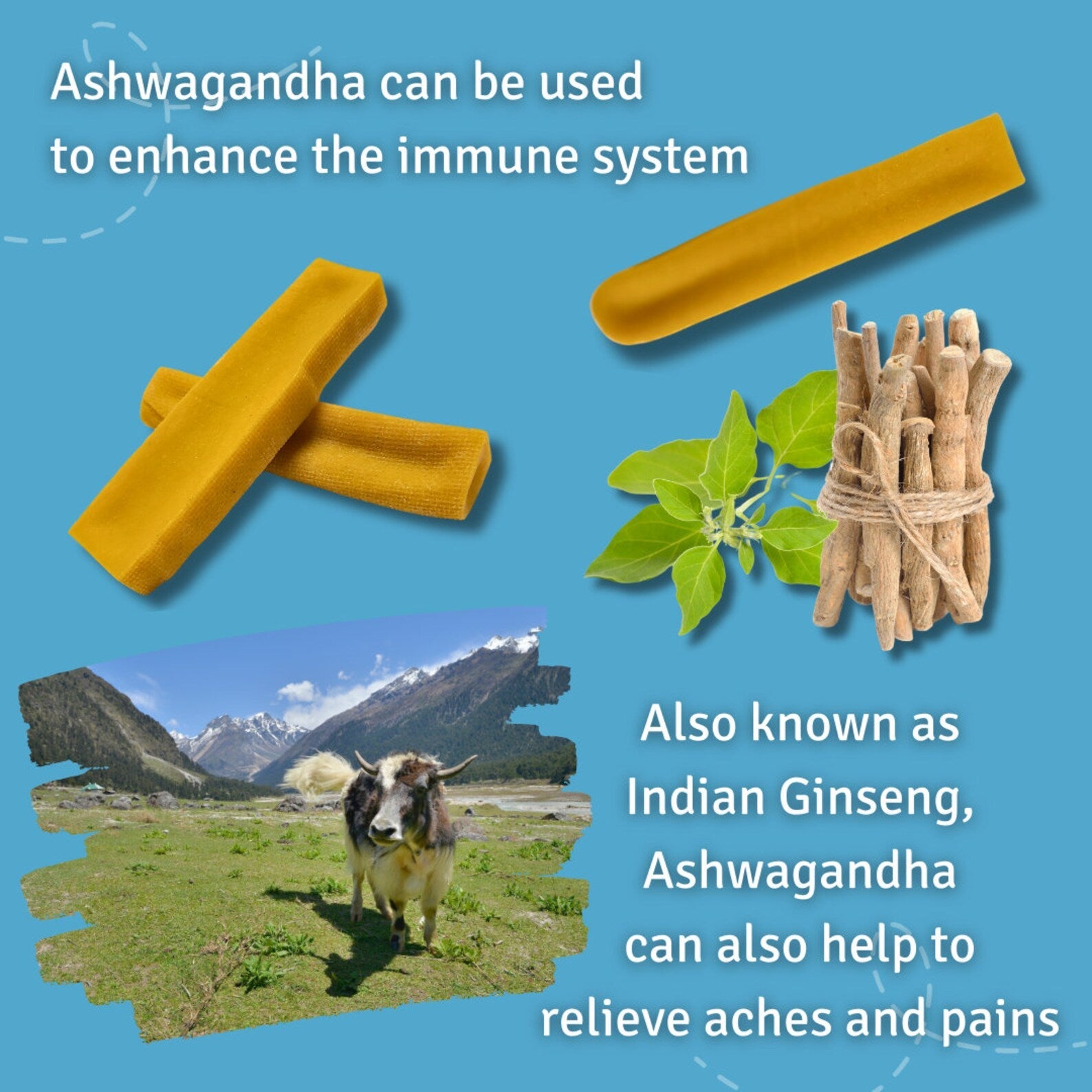 Turmeric and Ashwagandha Yak Cheese Dog Chews – Natural Himalayan Treats – Long-Lasting Gluten-Free Chews for Dogs