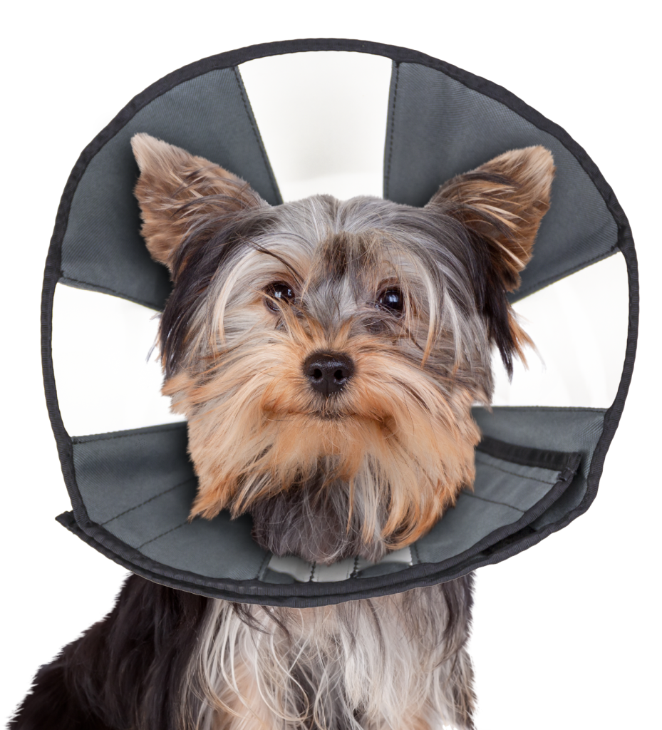 Zen Cone