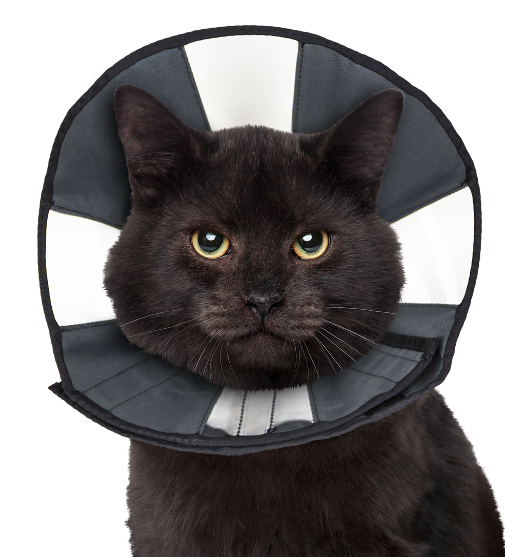 Zen Cone