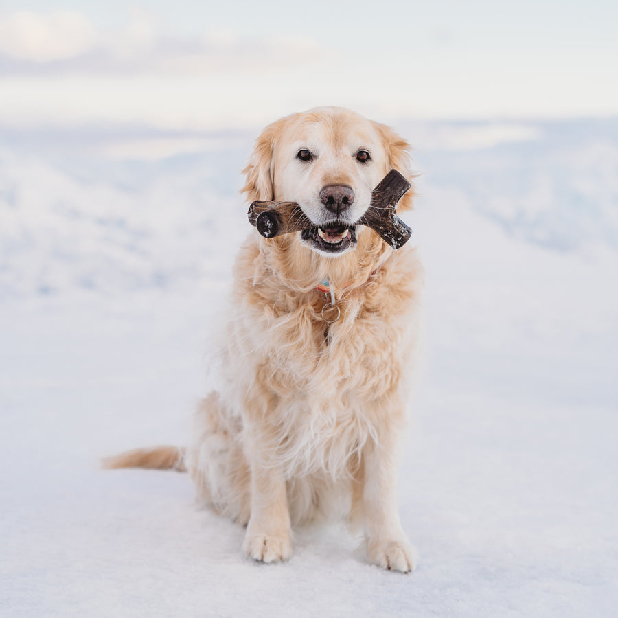 Benebone Maplestick