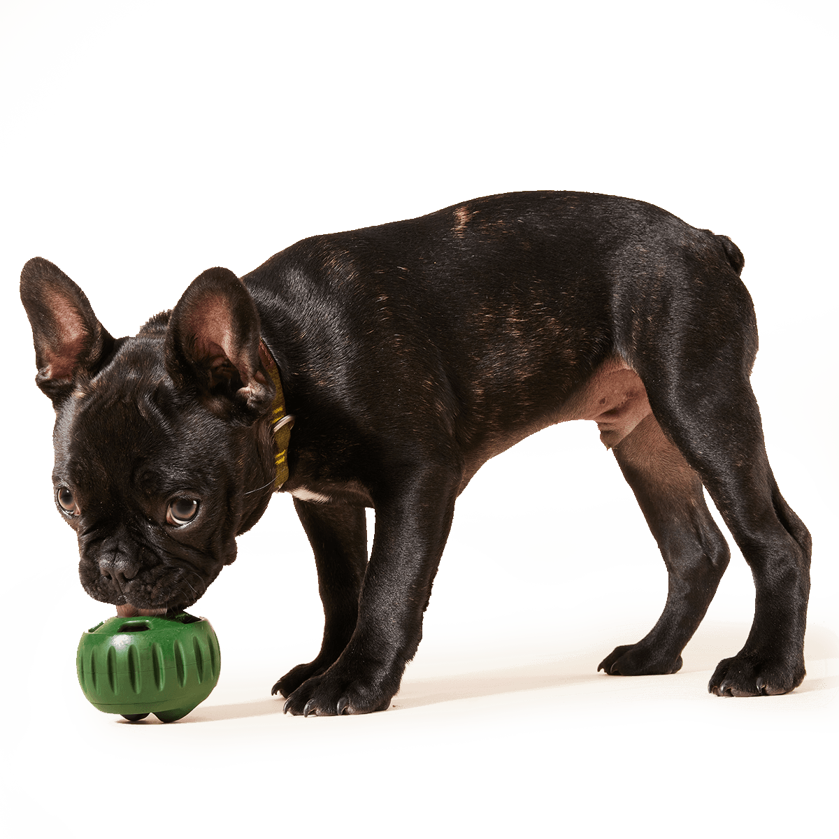 Woof Pupsicle Pops Dog Treats