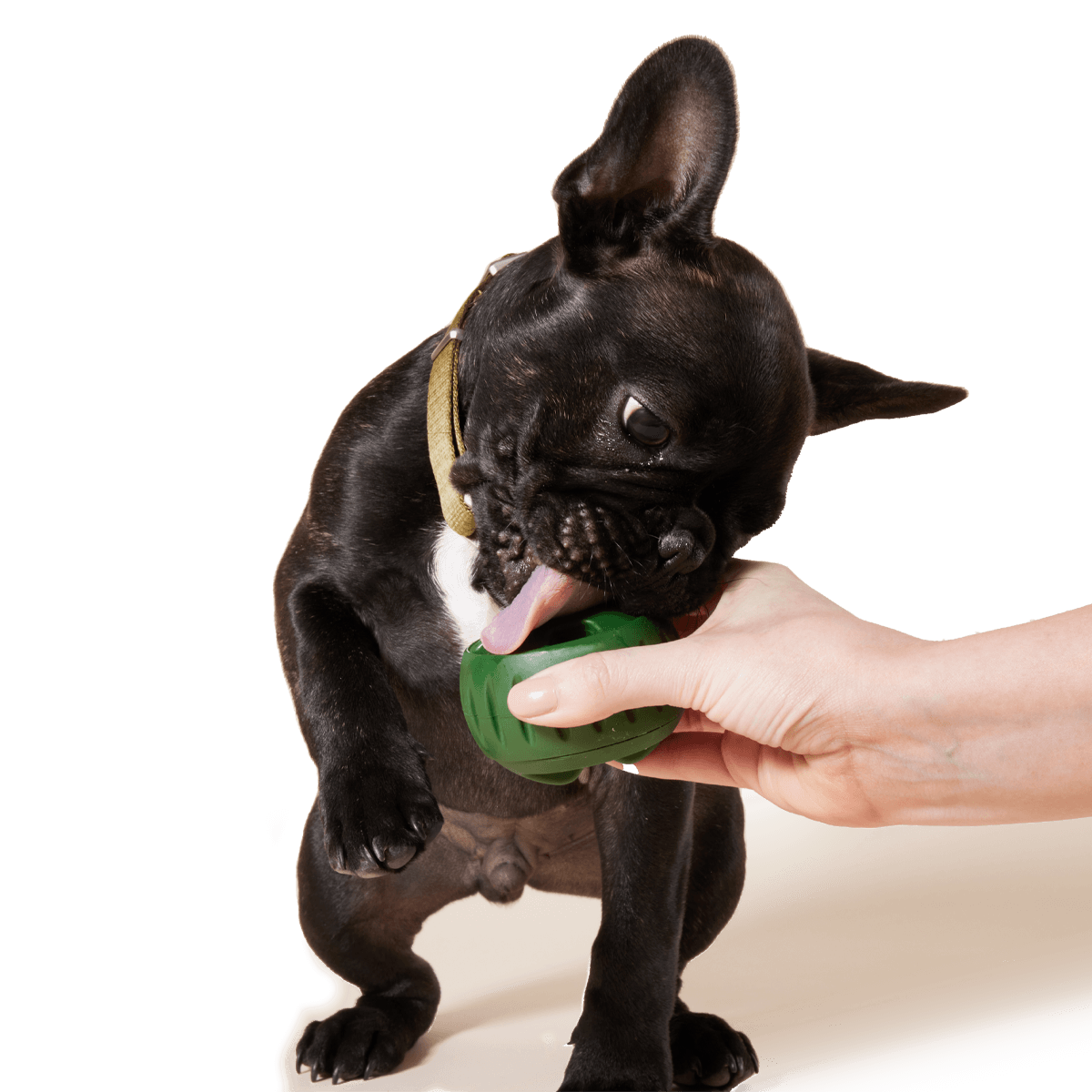 Woof Pupsicle Treat Tray