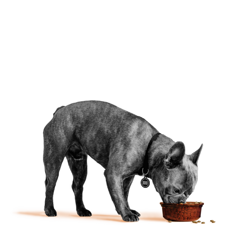 Bixbi Pet Rawbble® Dry Food for Dogs – Chicken Recipe