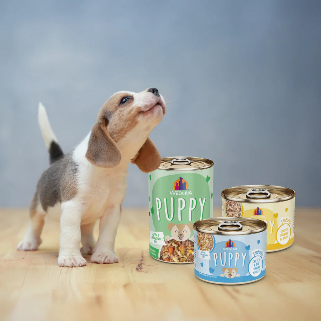 Weruva Chicken Formula in Gravy Wet Dog Food